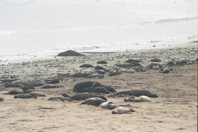elephant_seals_003.jpg