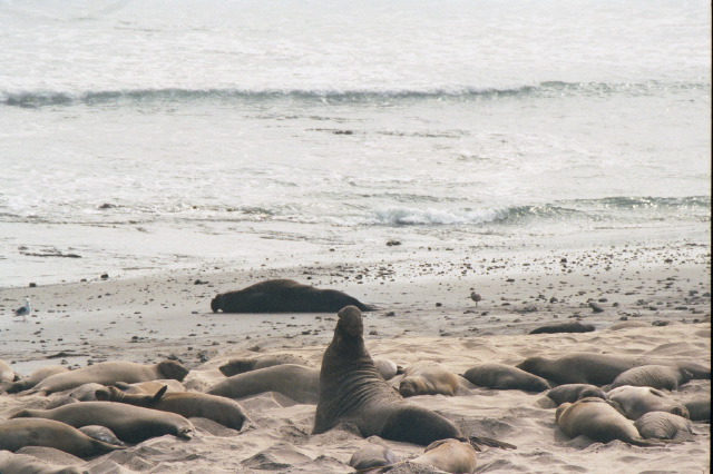 elephant_seals_005.jpg
