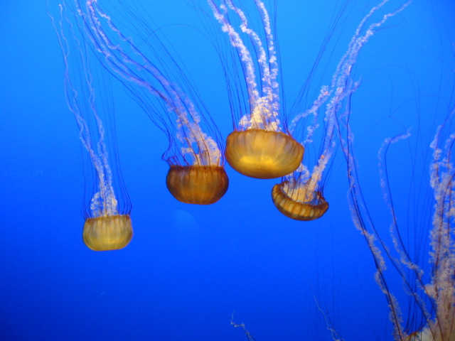 jelly001.jpg
