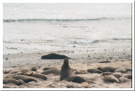 elephant_seals_005.jpg