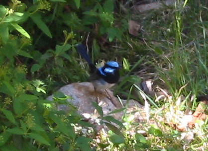 blue_wren_1.jpg