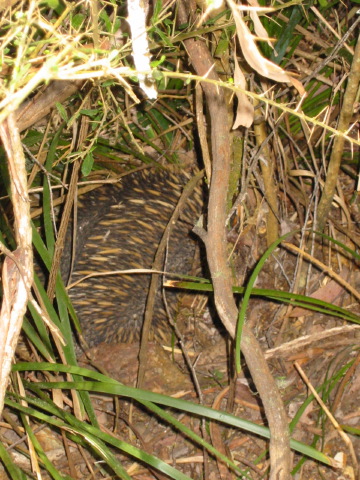 echidna.jpg