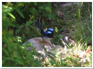 Blue_Wren_1.jpg