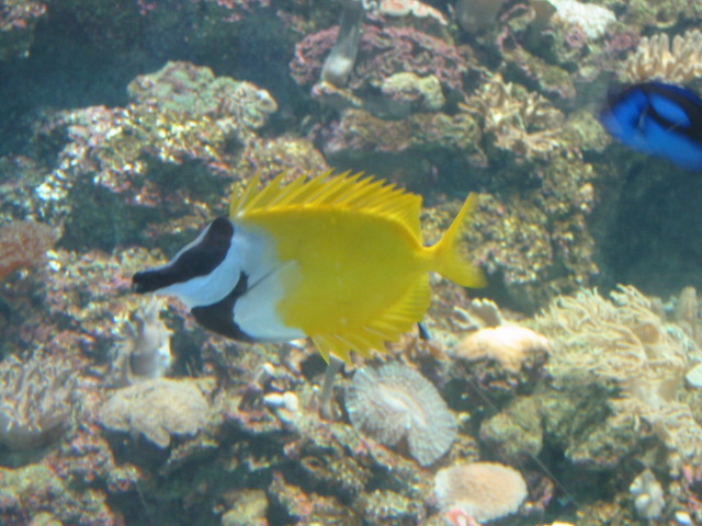 yellowfish2.jpg