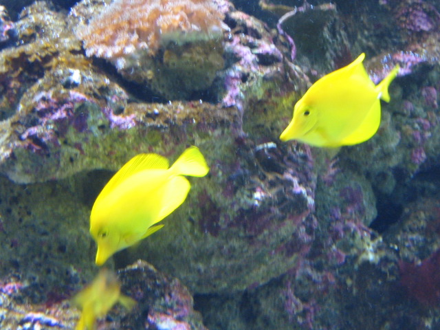 yellowfish3.jpg