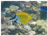 Yellowfish2