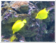 Yellowfish3