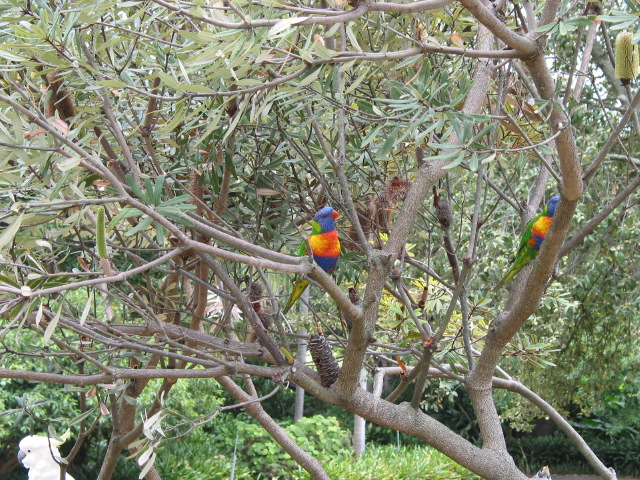 lorikeet in gardens.jpg