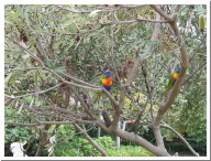 Lorikeet In Gardens