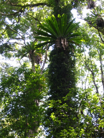 bird'snestferns.jpg