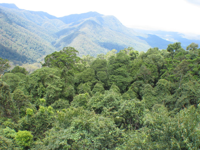 dorrigo canopy.jpg