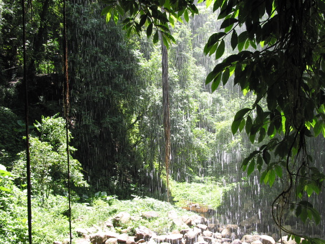 forest thru falls.jpg