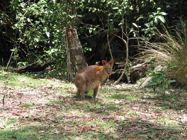 pademelon2.jpg
