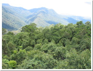 Dorrigo Canopy