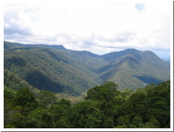 Dorrigo Landscape