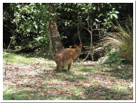 Pademelon2