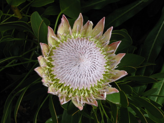 banksia5.jpg