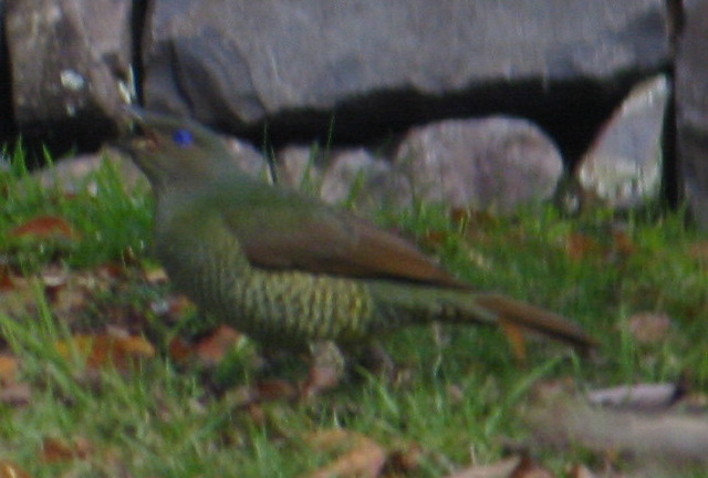 satin_bowerbird_female.jpg