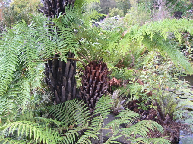 tree_ferns2.jpg