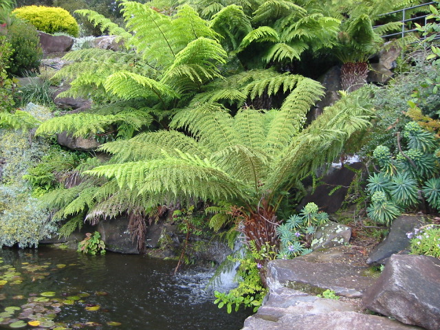 tree_ferns3.jpg
