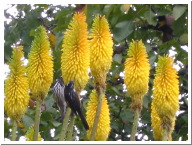 NewHollandHoneyeaters.jpg