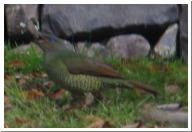 Satin_Bowerbird_Female.jpg