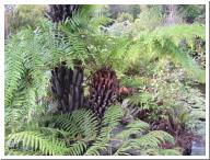 Tree_Ferns2.jpg