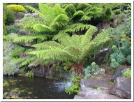 Tree_Ferns3.jpg