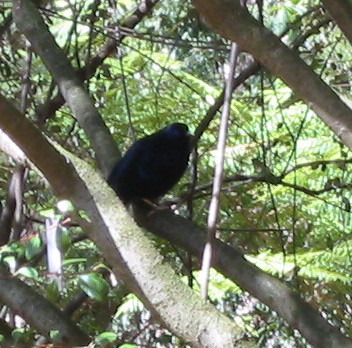 bowerbird-m-002.jpg