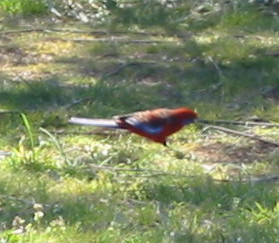 crimsonrosella-001.jpg