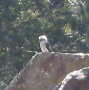 kookaburra_002.jpg