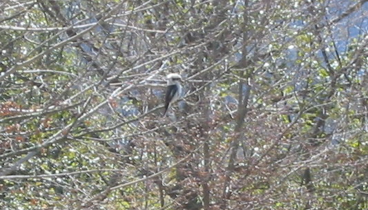 kookaburra_004.jpg