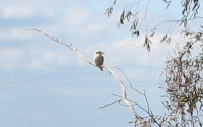 kookaburra_006.jpg