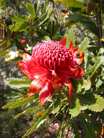 waratah.jpg