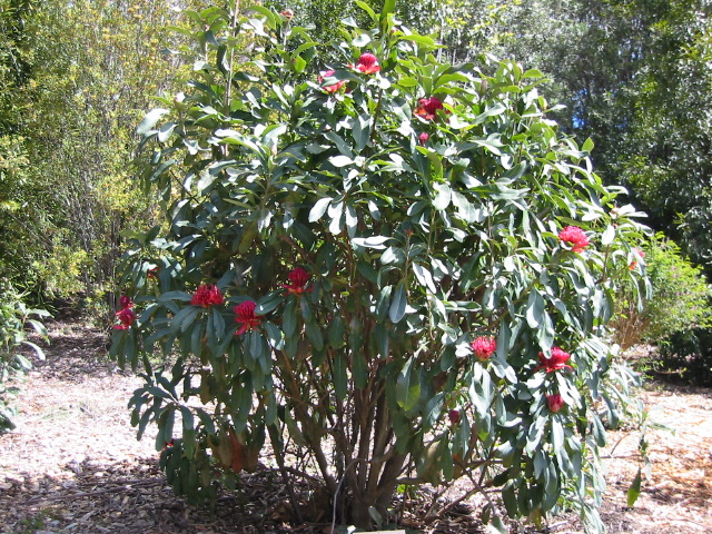 waratah_bush.jpg