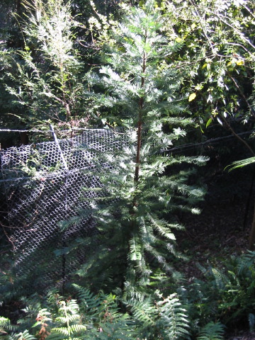 wollemi_pine.jpg