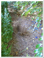 Bower_005.jpg