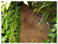 Bower_007.jpg