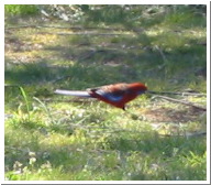 CrimsonRosella-001.jpg