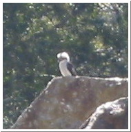 Kookaburra_002.jpg