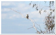 Kookaburra_006.jpg