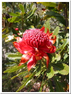 Waratah.jpg