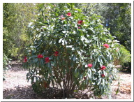 Waratah_Bush.jpg