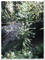 Wollemi_Pine.jpg