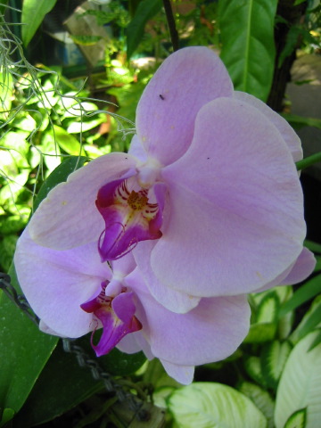 orchids_001.jpg