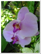orchids_001.jpg