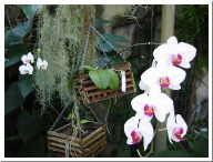 orchids_005.jpg