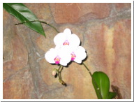 orchids_006.jpg