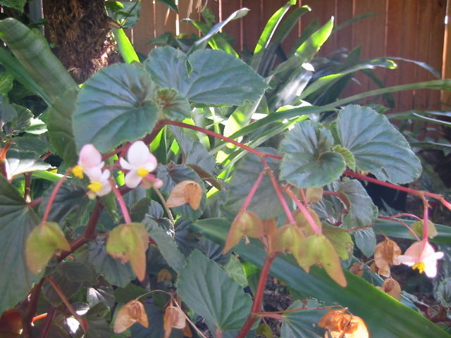 begonias_001.jpg