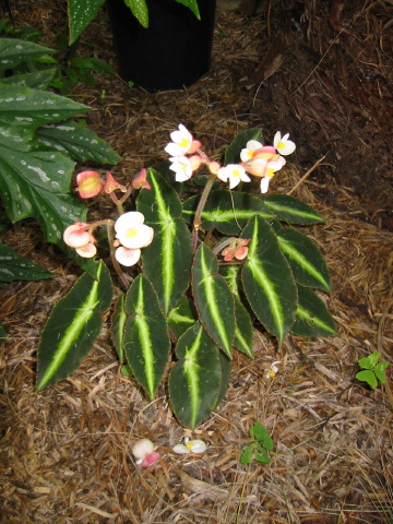 begonias_002.jpg